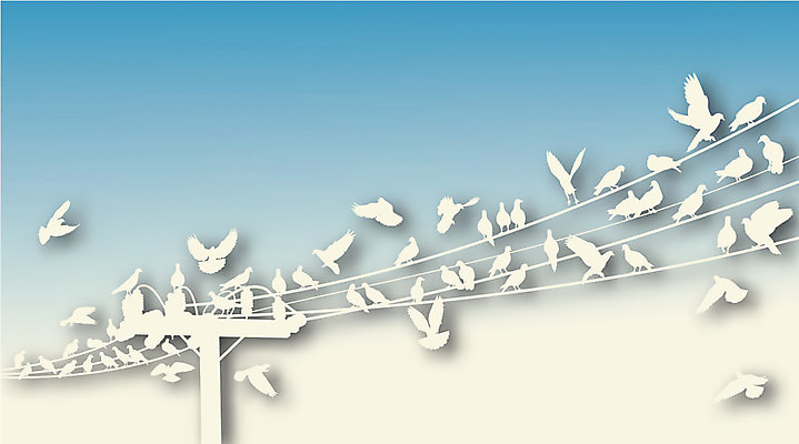 EPS 해외이미지 모양 동물 디자인 야생동물 포즈 날개 일러스트 모션 자연 조류 휴식 그림자 앉기 그래픽 공백 흰색 도시 해충 자르기 비둘기 윤곽 철사 내추럴 동물상 카피스페이스 해외202004 해외일러스트 컬러 컨셉 조형물 벌레 생태계 파일형식 벡터 이미지허브