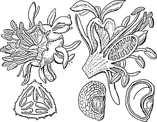 EPS 해외이미지 꽃 선 일러스트 미술 씨앗 검은색 수확 흰색 그림 판화 파종 편두통 해외202004 해외일러스트 식물 컬러 농업 문화예술 농사 고통 파일형식 벡터 이미지허브