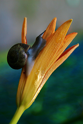 포토 JPG 해외이미지 식물 동물 꽃 채소 오렌지 자연 사람없음 야외 검은색 껍질 닫기 동물상 끈적임 해외202004 해외포토 컬러 과일 모션 조형물 생태계 파일형식 이미지허브