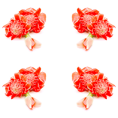 포토 JPG 해외이미지 식물 꽃잎 꽃 분홍색 사람없음 빨간색 컬러풀 손전등 하와이 인도네시아 생강 왁스 이국적 해외202004 해외포토 아시아 컬러 채소 조명 미국 파일형식 이미지허브