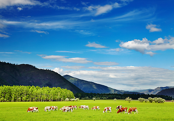 포토 JPG 해외이미지 주간 여러마리 풍경 사람없음 야외 농경지 맑음 가축 시골 소 방목 해외202004 해외포토 자연요소 동물 다수 포유류 날씨 농장 축산업 파일형식 이미지허브