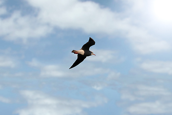 포토 JPG 해외이미지 동물 구름 야생동물 바다 포즈 백그라운드 날개 자연 갈매기 조류 하늘 낚시 사람없음 여름 파란색 평화 맑음 펼침 자유 흰색 비행 관찰 우아함 닫기 깃털 고립 독립 무료 해외202004 해외포토 자연요소 계절 컬러 컨셉 모션 레저 날씨 생태계 파일형식 이미지허브
