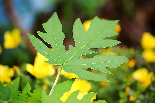 포토 JPG 해외이미지 나무 식물 계절 음식 백그라운드 잎 패턴 농업 과일 자연 사람없음 초록색 물 여름 정원 봄 신선 묘사 유기농 질감 내추럴 파파야 해외202004 해외포토 자연요소 웰빙 산업 컬러 무늬 열대과일 생태계 파일형식 이미지허브