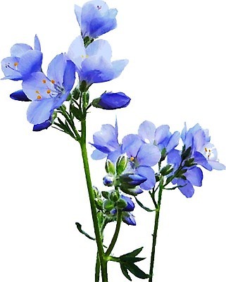 EPS 해외이미지 꽃 백그라운드 패턴 일러스트 수채화 사람없음 해외202004 해외일러스트 식물 무늬 파일형식 벡터 이미지허브