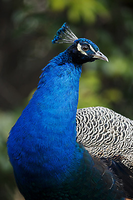 포토 JPG 해외이미지 동물 남자 야생동물 자연 조류 사람없음 파란색 빛 컬러풀 우아함 공작 목 강렬 터키석 해외202004 해외포토 컬러 컨셉 사람 신체부위 보석 생태계 파일형식 이미지허브
