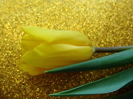 포토 JPG 해외이미지 식물 꽃잎 꽃 줄기 잎 자연 사람없음 장식 튤립 흥미 해외202004 해외포토 컨셉 생태계 파일형식 이미지허브