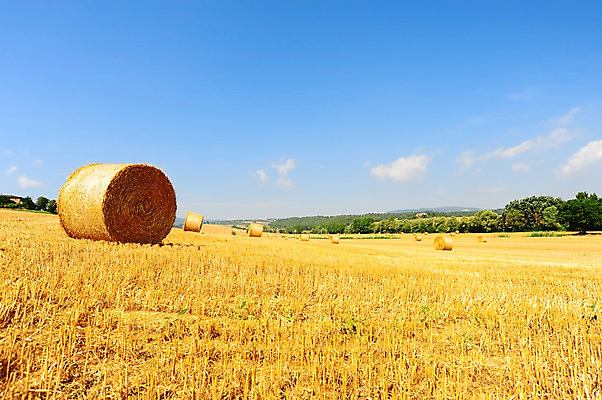 포토 JPG 해외이미지 식물 계절 유럽 밭 농업 오렌지 자연 하늘 아침 산 건조 파노라마 그림자 풍경 사람없음 여름 농작물 농장 농경지 일출 환경 일몰 이탈리아 수확 시골 황금 볏짚 낟알 언덕 웨이브 롤 뭉치 밀짚 볏집 토스카나 호밀 수평선 목가 해외202004 해외포토 주간 나라 산업 과일 곡류 촬영기법 노을 짚 생태계 파일형식 이미지허브