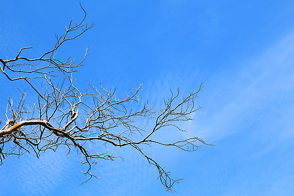 포토 JPG 해외이미지 나무 식물 자연 하늘 날씨 건조 사람없음 야외 목재 여름 파란색 나뭇가지 숲 브런치 해외202004 해외포토 계절 컬러 재료 식사 생태계 파일형식 이미지허브