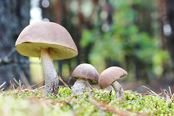 포토 JPG 해외이미지 식물 계절 음식 다이어트 채소 재료 자연 건강 3 이끼 요리 사람없음 목재 초록색 갈색 맑음 식사 버섯 성장 가을 신선 숲 유기농 자작나무 내추럴 곰팡이 그물버섯 식용 채식주의자 캡모자 많음 해외202004 해외포토 나무 모자_잡화 웰빙 컬러 컨셉 날씨 생태계 채식 파일형식 이미지허브