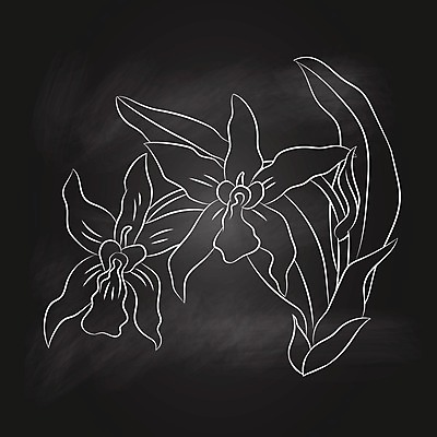 EPS 해외이미지 식물 템플릿 손 디자인 꽃잎 꽃 백그라운드 꽃무늬 일러스트 자연 프레임 그래픽 검은색 칠판 나뭇가지 난초 스케치 그림 분필 해외202004 해외일러스트 나무 컬러 무늬 미술 신체부위 초크 생태계 파일형식 벡터 이미지허브