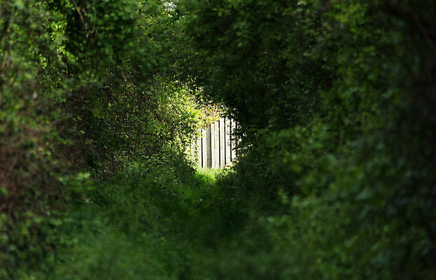 포토 JPG 해외이미지 나무 야생동물 잎 밭 자연 사람없음 나뭇가지 구멍 해외202004 해외포토 식물 동물 농업 생태계 파일형식 이미지허브