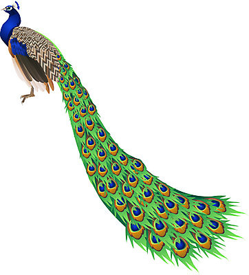 EPS 해외이미지 일러스트 자연 조류 초록색 파란색 컬러풀 공작 깃털 해외202004 해외일러스트 동물 컬러 생태계 파일형식 벡터 이미지허브