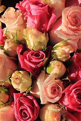 포토 JPG 해외이미지 분홍색 백그라운드 사람없음 장미 해외202004 해외포토 꽃 컬러 파일형식 이미지허브