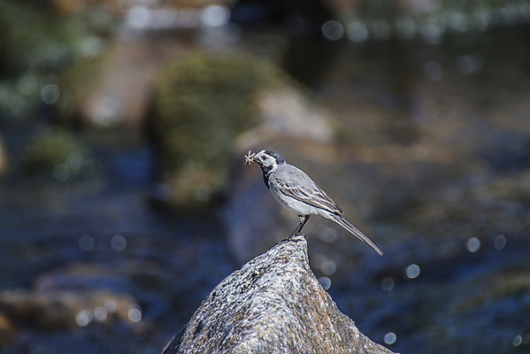 포토 JPG 해외이미지 동물 1 야생동물 백그라운드 날개 자연 조류 노르웨이 사람없음 물 강 검은색 회색 바위 흰색 관찰 개울 작음 깃털 생물학 꼬리 부리 계산서 해외202004 해외포토 자연요소 교육 유럽 컬러 모션 돌_바위 크기 생태계 파일형식 이미지허브