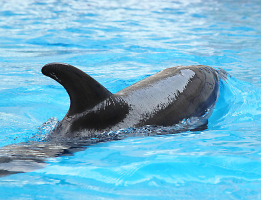 포토 JPG 해외이미지 모양 동물 라이프스타일 행복 별 아들 스포츠 파도 바다 섬 장난 포유류 미소 웃음 사람없음 물 파란색 반려동물 반사 수중 힘 우정 기쁨 시간 그룹 위험 전시회 명상 돌고래 지느러미 태평양 분무기 상어 대야 보여주기 내추럴 지능 해병대 스플래쉬 해외202004 해외포토 자연요소 감정 컬러 컨셉 가족 모션 군대 표정 어류 생활 친구 수중동물 전시 파일형식 이미지허브