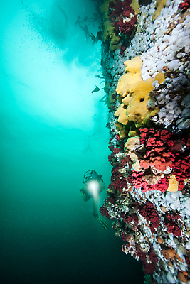 포토 JPG 해외이미지 라이프스타일 스포츠 바다 여행 백그라운드 캐나다 자연 표면 휴가 어류 가면 사람 사람없음 물 여름 파란색 햇빛 수중 시간 스노클링 산호 아래 암초 깊이 벤쿠버 해외202004 해외포토 자연요소 계절 컬러 북아메리카 생활 태양 수중동물 수상스포츠 자포동물 방향 생태계 위치 파일형식 이미지허브