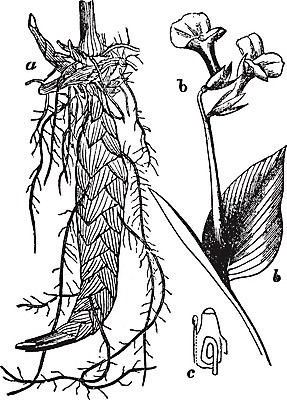 EPS 해외이미지 식물 꽃 선 잎 일러스트 미술 검은색 수확 흰색 그림 판화 꽃수술 스타일 해외202004 해외일러스트 컬러 농업 문화예술 파일형식 벡터 이미지허브