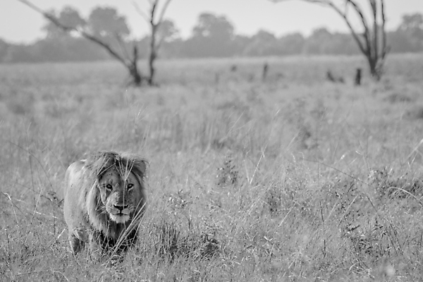포토 JPG 해외이미지 동물 야생동물 포유류 아프리카 자연 털 동물원 사람없음 힘 분노 위험 사자 큼 사파리 리더 육식동물 사냥꾼 표범 사바나 해외202004 해외포토 직업 감정 나라 컨셉 크기 생태계 파일형식 이미지허브