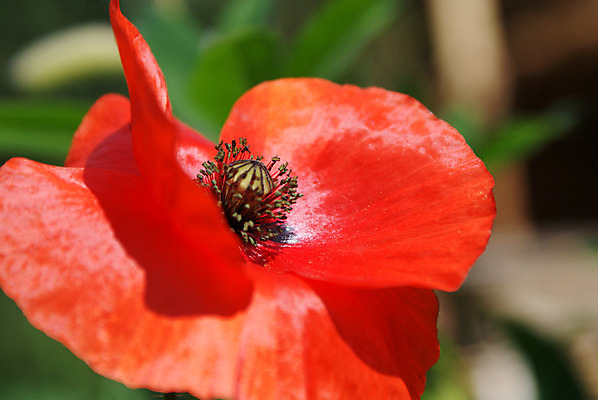 포토 JPG 해외이미지 꽃 사람없음 벚꽃 양귀비 진홍색 꽃수술 해외202004 해외포토 식물 빨간색 파일형식 이미지허브