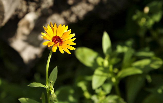 포토 JPG 해외이미지 식물 꽃잎 꽃 줄기 백그라운드 꽃무늬 오렌지 국화 건강 사람없음 초록색 여름 컬러풀 약 노란색 머리 평화 정원 침묵 활발 벚꽃 시골 신선 허브 조제 내추럴 금잔화 해외202004 해외포토 계절 컬러 컨셉 무늬 과일 의학 신체부위 소리 만들기 파일형식 이미지허브