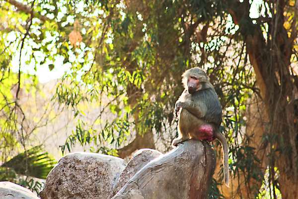 포토 JPG 해외이미지 동물 1 계절 공원 얼굴 여행 백그라운드 포유류 아프리카 자연 생물 털 동물원 이집트 종류 미술 동양인 풍경 사람없음 야외 초록색 갈색 환경 원숭이 표현 숲 모피 먹기 유인원 포트폴리오 해외202004 해외포토 공공시설 나라 컬러 모션 문화예술 인종 신체부위 생태계 파일형식 이미지허브