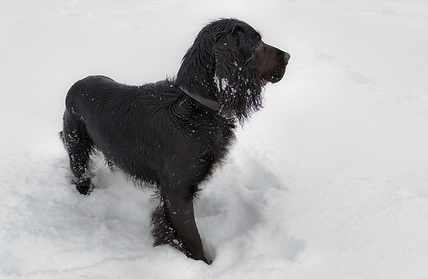 포토 JPG 해외이미지 사람없음 검은색 스패니얼 흰색 개 송곳니 해외202004 해외포토 컬러 포유류 치아 파일형식 이미지허브