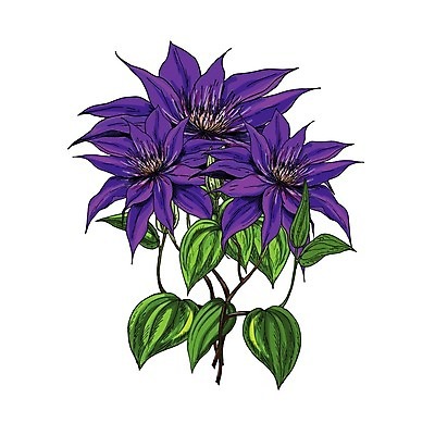 EPS 해외이미지 식물 디자인 꽃 선 줄기 꽃다발 백그라운드 잎 꽃무늬 밭 일러스트 자연 미술 그래픽 장식 초록색 여름 보라색 봄 벚꽃 흰색 나뭇가지 잡초 신용카드 우아함 인쇄 스케치 허브 제비꽃 그림 고립 구성 디테일 해외202004 해외일러스트 나무 계절 컬러 컨셉 무늬 농업 문화예술 금융 생태계 파일형식 벡터 산업 경제 이미지허브