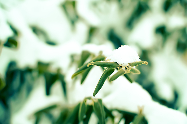 포토 JPG 해외이미지 모양 나무 식물 계절 공원 잎 크리스마스 겨울 자연 날씨 새로움 따뜻함 사람없음 야외 목재 초록색 냉동 얼음 봄 추위 가을 흰색 나뭇가지 하트 신선 숲 12월 묘사 서리 상록수 1월 내추럴 강렬 고립 광합성 반투명 해외202004 해외포토 자연요소 공공시설 기념일 컬러 컨셉 재료 날짜 생태계 파일형식 이미지허브