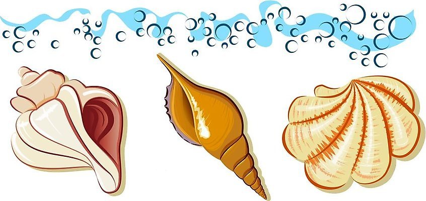 EPS 해외이미지 동물 디자인 모래 파도 바다 일러스트 휴가 조개 열대 불가사리 연체동물 나선형 물 여름 세트 껍질 굴 서핑 소라 떨어짐 수집 해산물 오브젝트 기념품 암초 가리비 보물 원뿔 고립 앵무조개 엘리먼트 해외202004 해외일러스트 자연요소 도형 계절 컨셉 무늬 어패류 극피동물 무척추동물 수상스포츠 파일형식 벡터 이미지허브