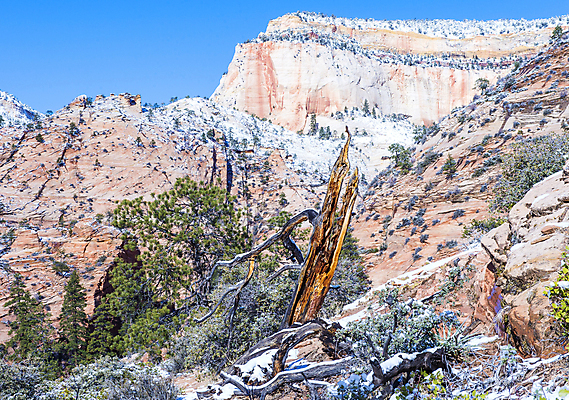 포토 JPG 해외이미지 나무 공원 도로 여행 겨울 오렌지 자연 하늘 휴가 산 풍경 사람없음 야외 빨간색 파란색 강 여행객 골짜기 계곡 얼음 미국 하이킹 사막 추위 바위 흰색 황무지 호기심 내추럴 시온산 전국 지질학 해외202004 해외포토 자연요소 식물 계절 공공시설 교육 감정 길 컬러 컨셉 북아메리카 과일 교통시설 레저 사람 돌_바위 생태계 파일형식 이미지허브