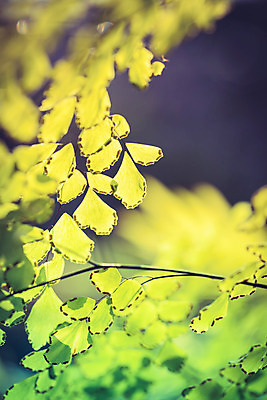 포토 JPG 해외이미지 나무 식물 백그라운드 잎 자연 추상 사람없음 야외 세로 초록색 빛 햇빛 봄 신선 닫기 소프트포커스 질감 내추럴 블러 해외202004 해외포토 계절 컬러 무늬 모션 촬영기법 태양 생태계 파일형식 이미지허브