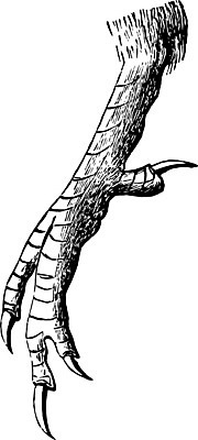 EPS 해외이미지 선 일러스트 미술 검은색 수확 흰색 그림 판화 물총새 양발 해외202004 해외일러스트 컬러 농업 조류 문화예술 파일형식 벡터 이미지허브