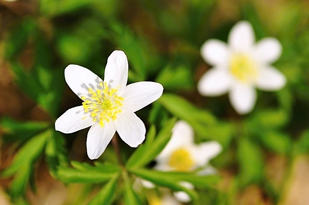 포토 JPG 해외이미지 식물 계절 꽃 백그라운드 꽃무늬 밭 자연 풍경 잔디 사람없음 야외 초록색 여름 햇빛 태양 농장 노란색 정원 맑음 봄 벚꽃 흰색 시골 신선 땅 허브 장면 내추럴 아네모네 평야 해외202004 해외포토 자연요소 컬러 무늬 농업 날씨 생태계 파일형식 이미지허브