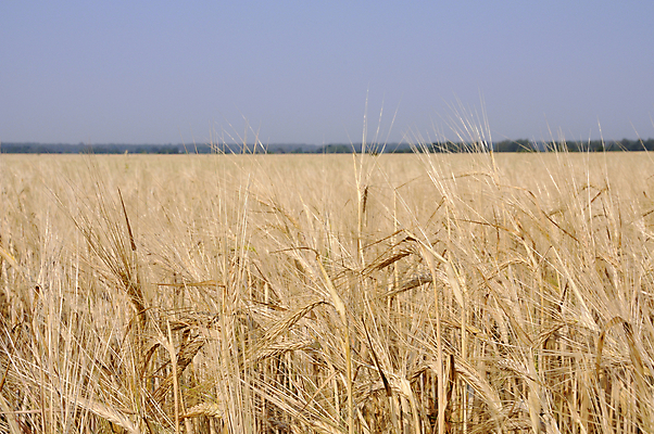 포토 JPG 해외이미지 밭 사람없음 그래픽 여름 마을 그림 가뭄 밭일 호밀 해외202004 해외포토 계절 농업 날씨 곡류 파일형식 이미지허브