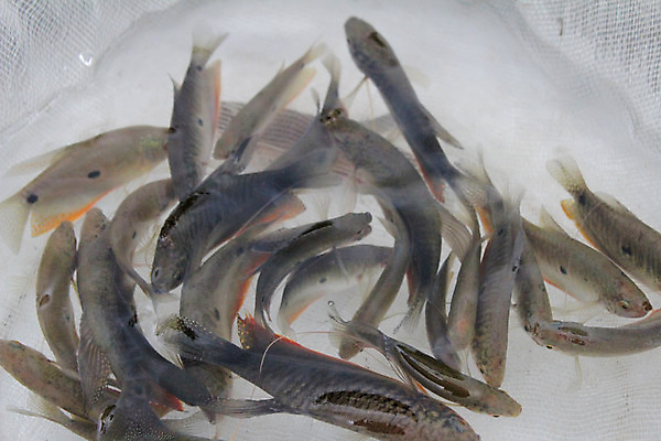 포토 JPG 해외이미지 동물 접시 음식 바다 백그라운드 자연 조개 새우 어류 요리 사람없음 빨간색 물 수중 저녁식사 흰색 신선 칵테일 그릴 해산물 수족관 고립 해외202004 해외포토 자연요소 식기 컬러 주방용품 어패류 주류 갑각류 식사 수중동물 생태계 파일형식 이미지허브