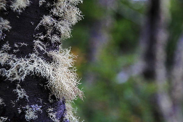 포토 JPG 해외이미지 모양 나무 공원 여행 백그라운드 자연 건조 이끼 풍경 사람없음 야외 목재 초록색 미국 하이킹 숲 그늘 신비 브런치 뿌리 공상 칠레 남쪽 아르헨티나 내추럴 생태학 전국 해외202004 해외포토 식물 공공시설 교육 컬러 컨셉 북아메리카 재료 레저 식사 남아메리카 방향 생태계 파일형식 이미지허브