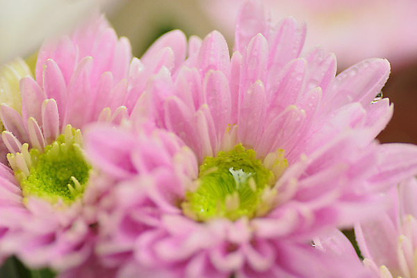 포토 JPG 해외이미지 식물 꽃잎 분홍색 백그라운드 꽃무늬 자연 추상 사람없음 가로 컬러풀 노란색 봄 활발 흰색 물방울 신선 황금 이슬 달리아 유기농 질감 자연백그라운드 내추럴 강렬 고립 해외202004 해외포토 웰빙 계절 꽃 컬러 컨셉 무늬 생태계 파일형식 이미지허브