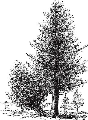 EPS 해외이미지 나무 식물 꽃 잎 일러스트 사람없음 검은색 등나무 해외202004 해외일러스트 컬러 파일형식 벡터 이미지허브