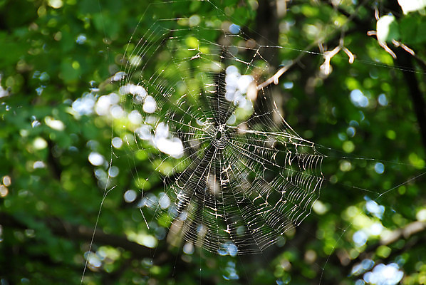 포토 JPG 해외이미지 모양 나무 식물 동물 공원 곤충 백그라운드 자연 풍경 사람없음 야외 목재 초록색 여름 빛 맑음 웹 힘 나뭇가지 잡기 원형 그물 기다림 실 숲 생태계 거미 내추럴 동물상 블러 엮은 해외202004 해외포토 도형 계절 공공시설 컬러 인터넷 재료 모션 날씨 조형물 파일형식 이미지허브