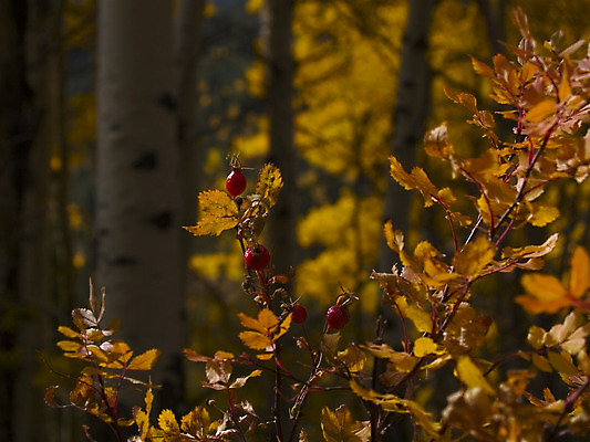 포토 JPG 해외이미지 나무 열매 잎 과일 자연 사람없음 빨간색 노란색 가을 황금 숲 9월 10월 내추럴 해외202004 해외포토 식물 계절 컬러 날짜 생태계 파일형식 이미지허브