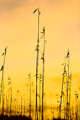 포토 JPG 해외이미지 구름 실루엣 자연 하늘 따뜻함 갈대 사람없음 야외 여름 빛 컬러풀 평화 어둠 침묵 황혼 일몰 새벽 습지 내추럴 해외202004 해외포토 자연요소 식물 계절 컬러 컨셉 촬영기법 노을 소리 생태계 파일형식 이미지허브