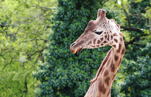 포토 JPG 해외이미지 동물 야생동물 곡선 포유류 아프리카 자연 사람없음 노란색 머리 큼 기린 해외202004 해외포토 나라 선 컬러 신체부위 크기 생태계 파일형식 이미지허브