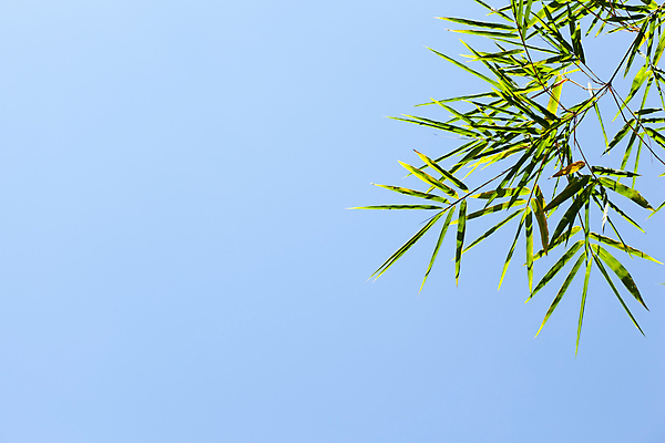 포토 JPG 해외이미지 나무 식물 아시아 문화 줄기 백그라운드 잎 꽃무늬 불교 자연 휴식 동양인 사람없음 장식 초록색 여름 빛 평화 정원 일본 봄 젖음 성장 흰색 나뭇가지 신선 행운 숲 대나무 명상 동쪽 내추럴 고립 카피스페이스 해외202004 해외포토 계절 꽃 나라 종교 컬러 컨셉 무늬 인종 공백 방향 생태계 파일형식 이미지허브