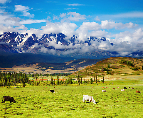 포토 JPG 해외이미지 주간 파노라마 풍경 사람없음 야외 농경지 맑음 가축 목장 시골 소 산등성이 산악지대 웅장함 해외202004 해외포토 자연요소 동물 포유류 날씨 산 촬영기법 농장 파일형식 이미지허브
