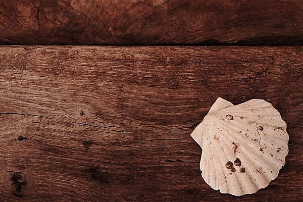 포토 JPG 해외이미지 음식 어류 사람없음 장식 여름 껍질 해산물 메뉴 머리위 홍합 건강식 해외202004 해외포토 계절 어패류 수중동물 파일형식 이미지허브