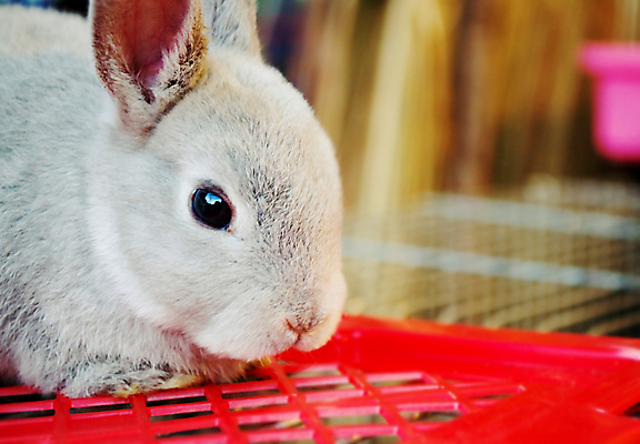 포토 JPG 해외이미지 동물 야생동물 포유류 자연 부활절 털 사람없음 초록색 반려동물 갈색 정원 봄 회색 흰색 토끼 먹기 해외202004 해외포토 계절 기념일 컬러 모션 생태계 파일형식 이미지허브