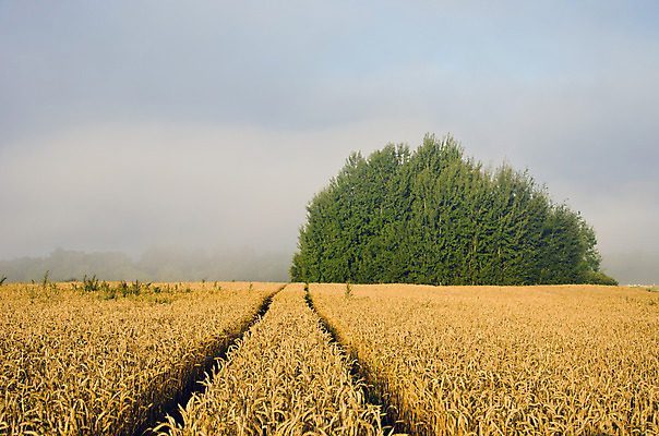 포토 JPG 해외이미지 식물 음식 줄기 밭 농업 자연 아침 건강 씨앗 풍경 사람없음 여름 농작물 농장 노란색 수확 안개 성장 가을 시골 황금 땅 시리얼 밀 유기농 보리 귀 장면 밀짚 내추럴 밭일 작살 세련 해외202004 해외포토 주간 웰빙 계절 산업 컬러 날씨 곡류 신체부위 짚 생태계 파일형식 이미지허브
