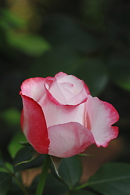 포토 JPG 해외이미지 식물 꽃 잎 꽃무늬 자연 사람없음 야외 빨간색 초록색 여름 빛 장미 정원 벚꽃 신선 개화 소프트포커스 원예 꽃가루 내추럴 해외202004 해외포토 계절 컬러 무늬 촬영기법 취미 가루 생태계 파일형식 이미지허브