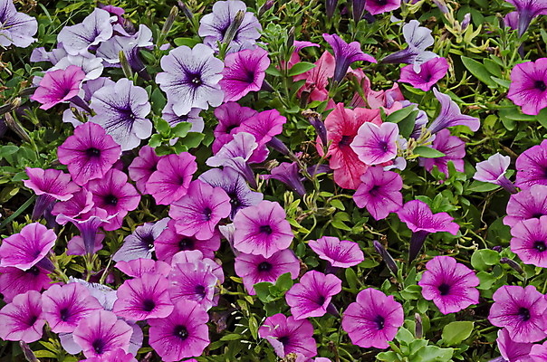 포토 JPG 해외이미지 식물 계절 꽃잎 꽃 유럽 분홍색 잎 꽃무늬 자연 산 이끼 사람없음 야외 장식 초록색 쌓기 정원 활발 하이킹 벚꽃 침대 다발 향기 일반 내추럴 꽃수술 마케도니아 웅장함 피튜니아 해외202004 해외포토 나라 컬러 가구 컨셉 무늬 모션 레저 생태계 냄새 파일형식 남유럽 이미지허브