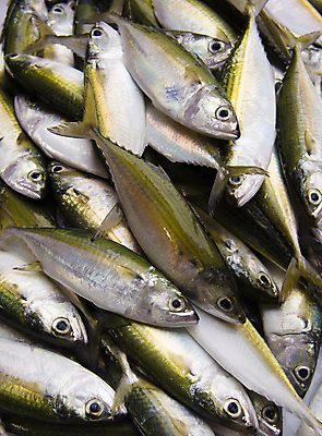 포토 JPG 해외이미지 동물 접시 음식 바다 백그라운드 다이어트 학교 자연 낚시 건강 저울 육류 어류 요리 사람없음 물 노란색 세일 주방 식사 저녁식사 젖음 흰색 신선 잡기 시장 구매 은색 참치 심볼 해산물 꼬리 날것 지느러미 소매 슈퍼마켓 단백질 생식 해외202004 해외포토 자연요소 식기 교육 컬러 식재료 모션 레저 쇼핑 상점 수중동물 생태계 영양소 파일형식 이미지허브